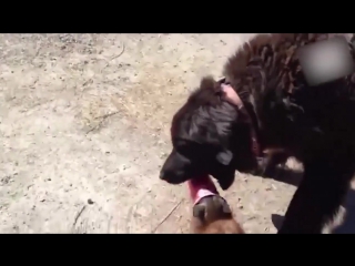 Героические и трогательные истории спасения