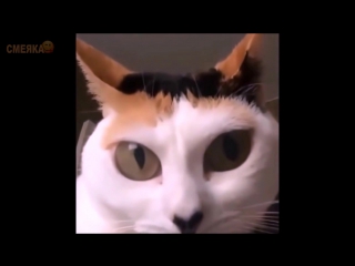 Приколы октябрь 2016 №206